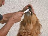 BROSSAGE DENTS 040